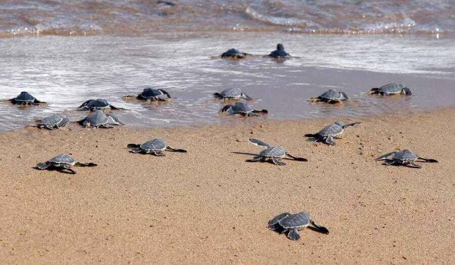 Лара жағажайы, Кипр