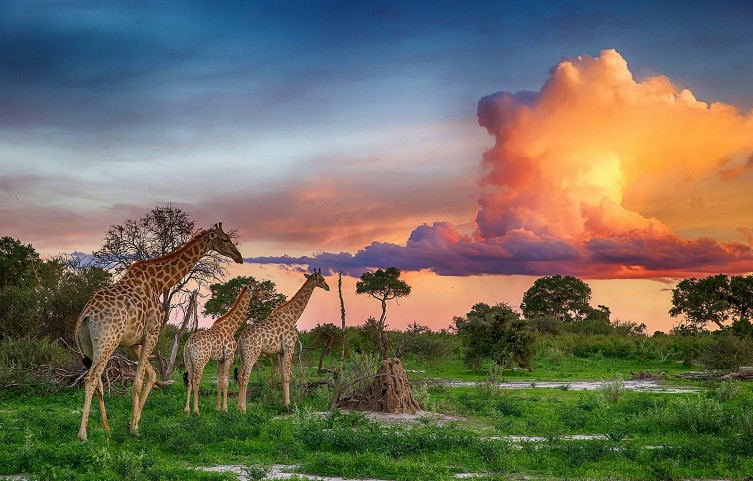 Ботсванадағы күн батқандағы саванна жануарлары